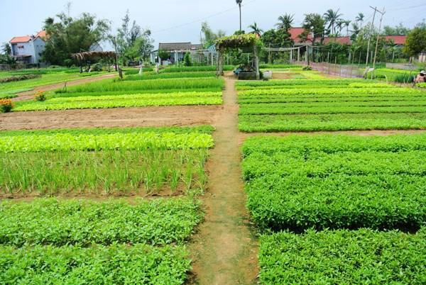 Green House Homestay Hoi An Exterior photo